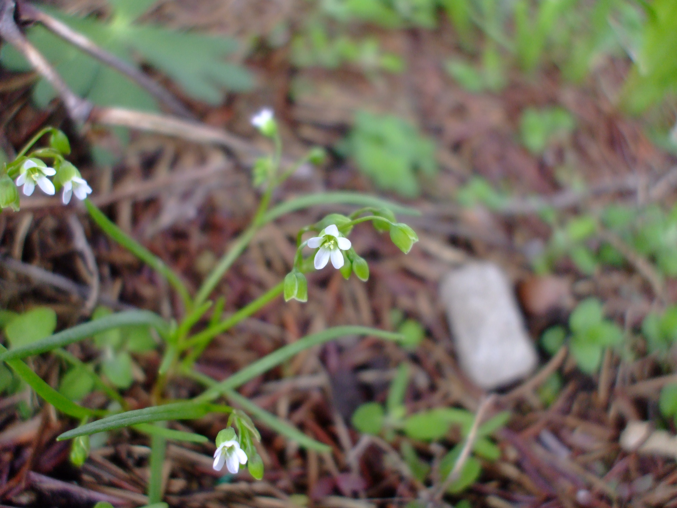 Montia linearis